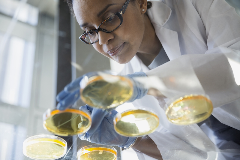 Scientist examining petri dishes in clinical trial for IBD