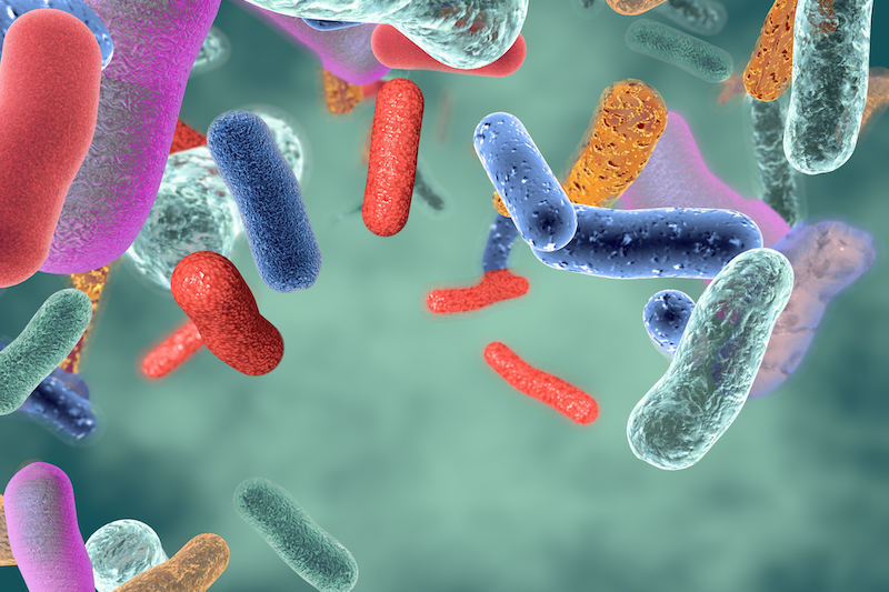 gut bacteria infections can be a long-term effect of antibiotics