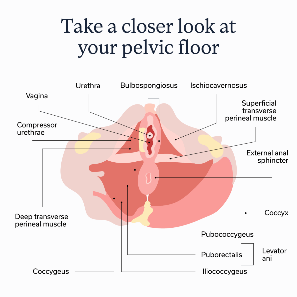 Pelvic floor muscles diagram.