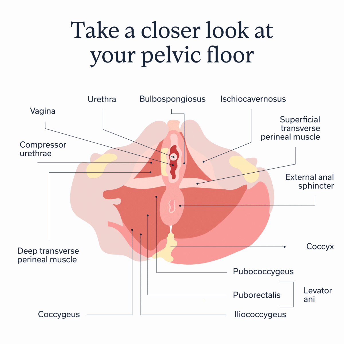 Diagram of the pelvic floor muscles