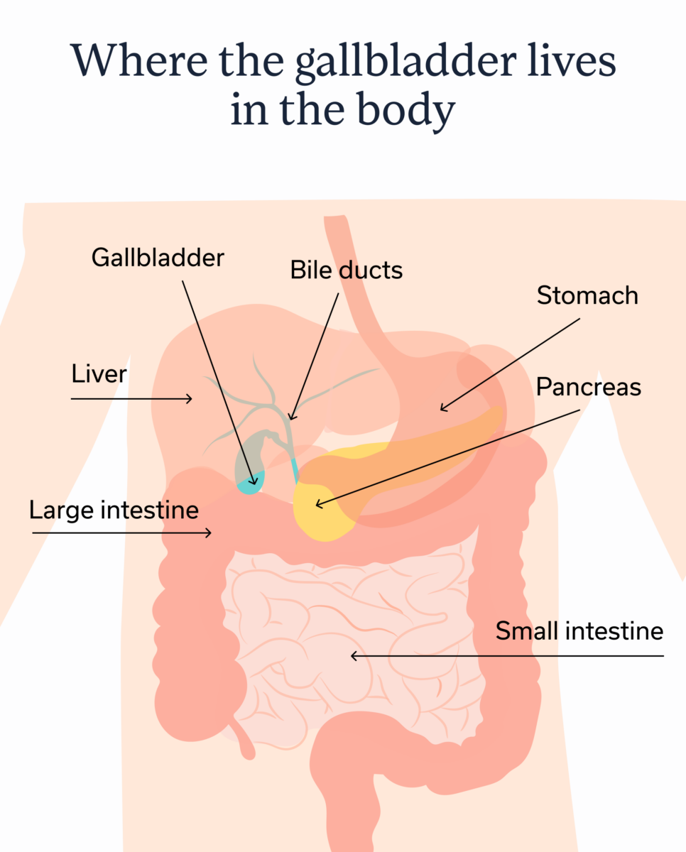 Where the gallbladder lives in the body