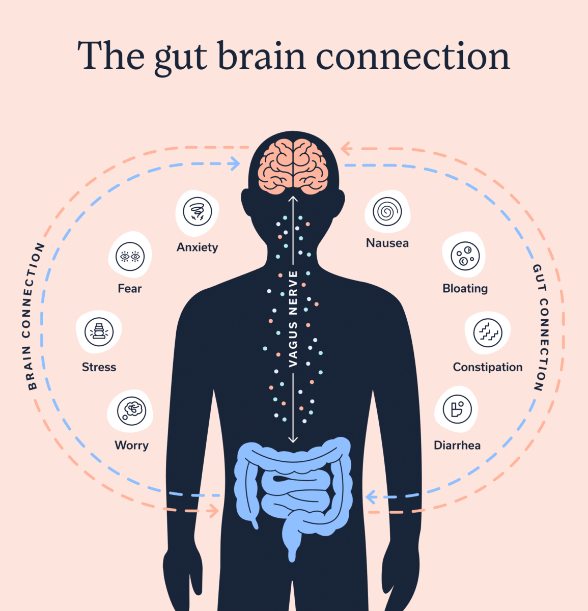 The gut-brain connection