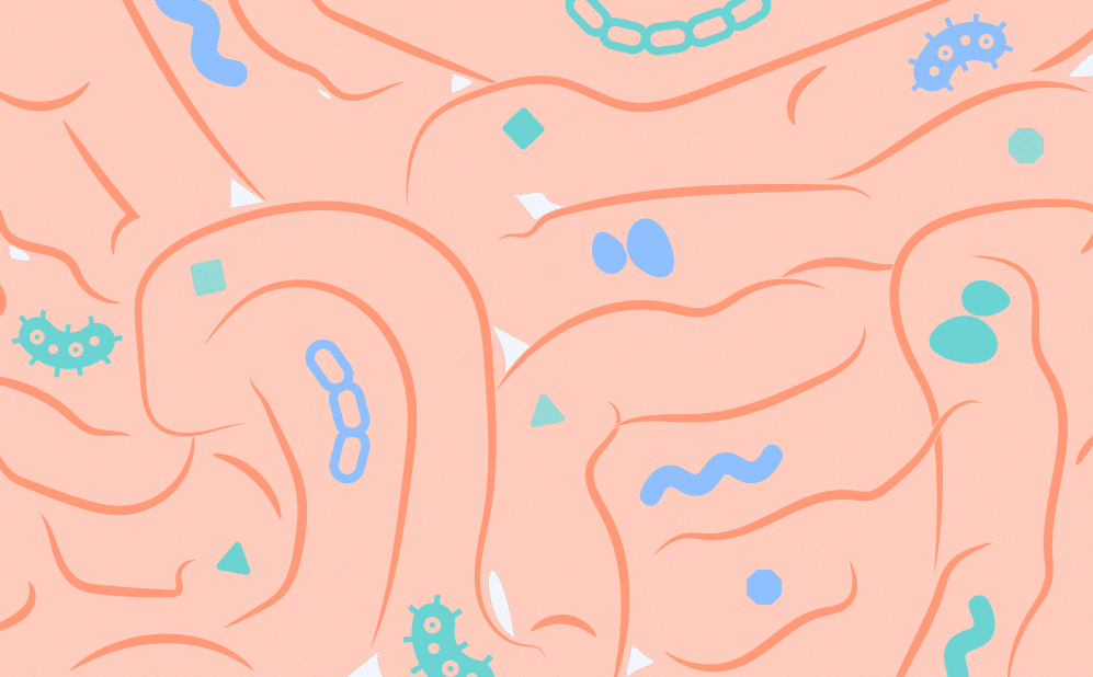 An illustration of the gut with bacteria strains