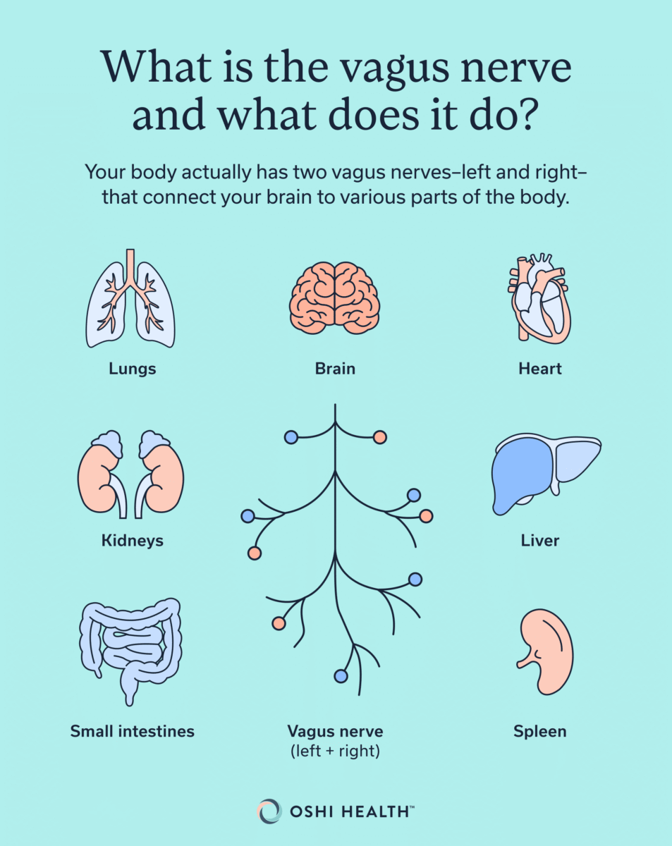 Infographic explaining that the body has left and right vagus nerves, which connect the brain to major organs including the lungs, heart, kidneys, liver, small intestines, and spleen.
