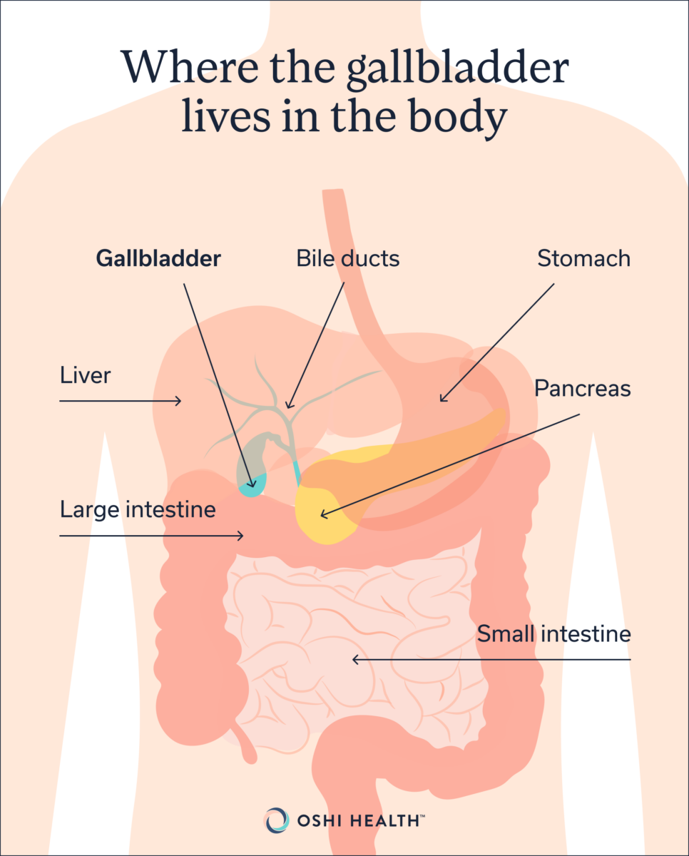 Infographic showing the location of the gallbladder beneath the liver and its relationship to the bile ducts, stomach, pancreas, small intestine, and large intestine.
