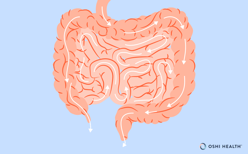 Illustration of the large and small intestines with arrows showing the movement of stool through the digestive tract.