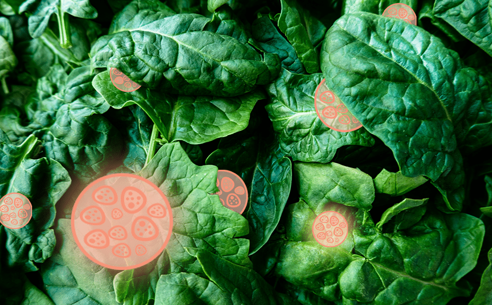 Cyclospora feature image