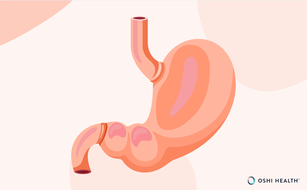 Illustration of the stomach and esophagus highlighting the stomach lining.
